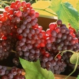 Rezidba grožđa u jesen 1, 2, 3 godine